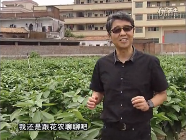 20160606珠江臺搖錢樹：觀葉植物用微補方案，壯根提長、保葉抗病好！