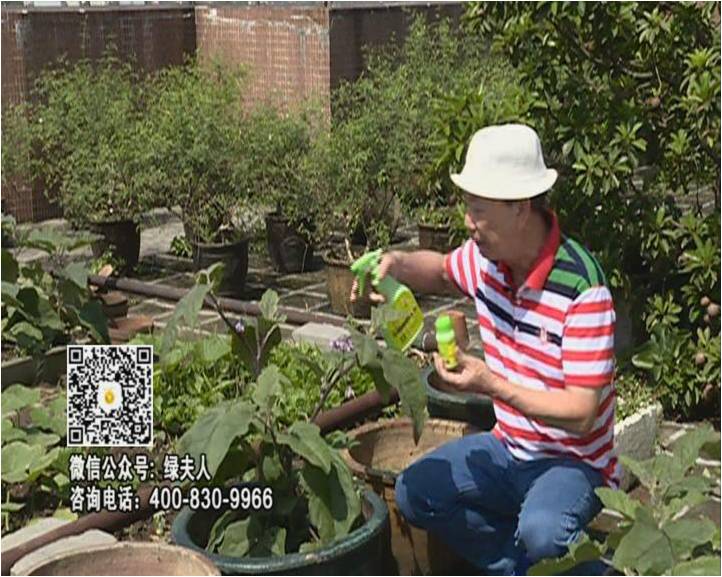 20160613珠江臺搖錢樹：天臺種茄瓜用綠夫人，長勢靚，開花結果好