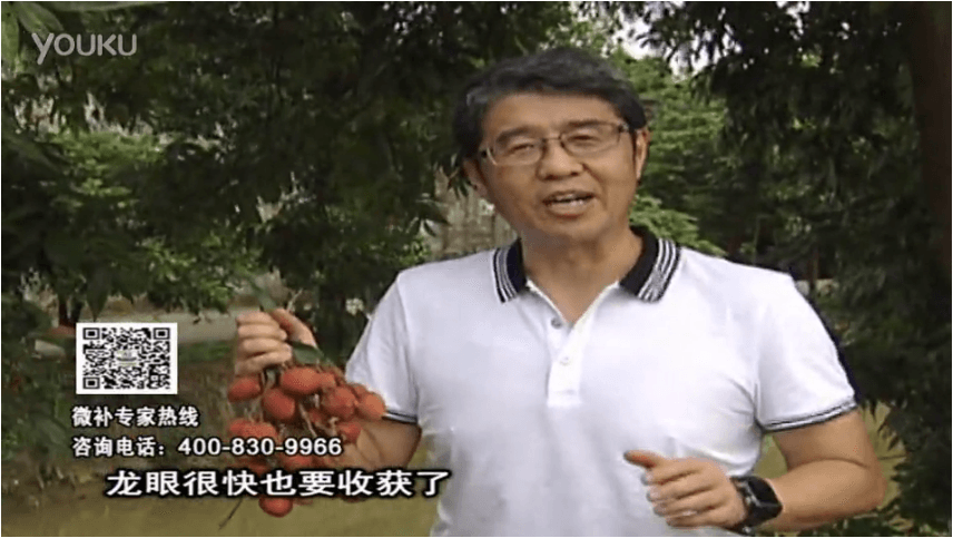 20160627珠江臺(tái)搖錢樹：荔枝轉(zhuǎn)色葉噴微補(bǔ)紅果力+蓋力，補(bǔ)充磷鉀鈣，著色增甜果硬