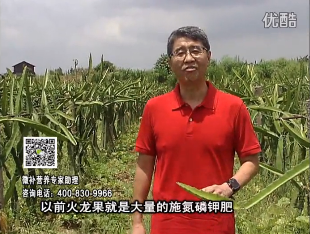 20160711珠江臺(tái)搖錢樹：火龍果用微補(bǔ)方案，開花坐果好，果實(shí)膨大品質(zhì)高