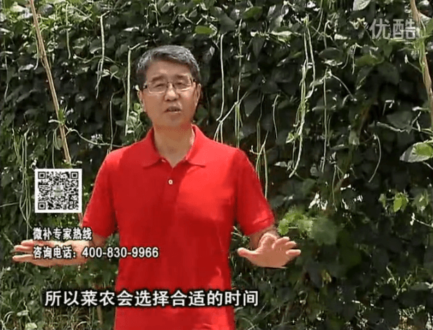 20160718珠江臺搖錢樹：瓜果蔬菜用微補(bǔ)水肥方案，結(jié)果多、有產(chǎn)量