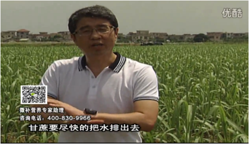 20160620珠江臺搖錢樹：甘蔗雨多漚根？淋微補根力鈣+精力、噴果力+壯力，促根壯長、甘蔗起灰好