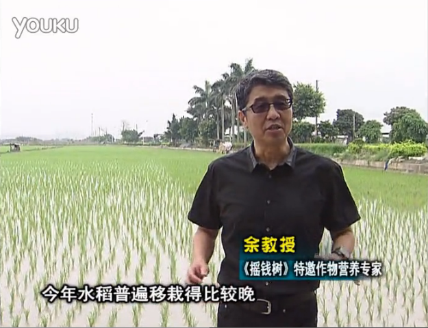 20160530珠江臺搖錢樹：水稻撒微補倍力、噴苗力，返青分蘗好，產量高