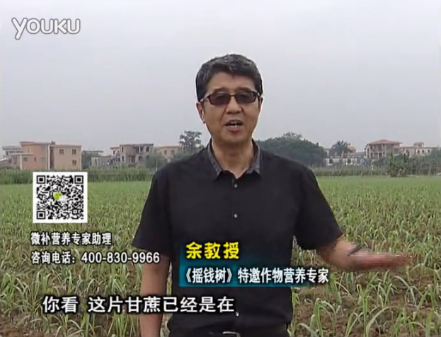 20160530珠江臺搖錢樹：甘蔗促根壯苗長勢好，淋沖微補根力鈣+精力、撒倍力