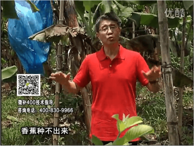 20160725珠江臺(tái)搖錢樹：香蕉用微補(bǔ)方案，調(diào)酸防黃化、膨果壯蕉好