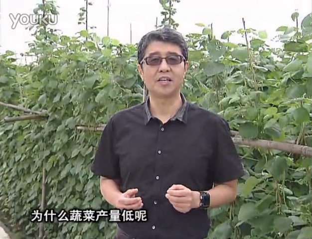 20160502珠江臺搖錢樹：雨水天多蔬菜漚根沒產(chǎn)怎么辦？撒微補(bǔ)倍力，噴花力+果力，提高坐果產(chǎn)量