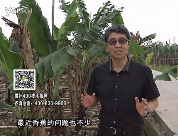 20160502珠江臺(tái)搖錢樹：香蕉撒微補(bǔ)倍力、噴果力+碧力，促根保葉、長勢快