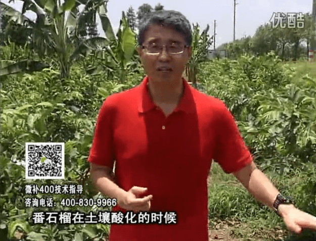 20160808珠江臺(tái)搖錢樹：番石榴用微補(bǔ)方案，保葉膨果、增產(chǎn)品質(zhì)高