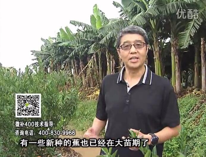 20160919珠江臺搖錢樹：香蕉淋微補(bǔ)根力鈣+沖力或撒倍力，噴果力+碧力，保葉膨蕉壯長
