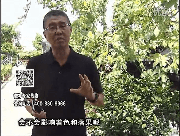 20161010珠江臺搖錢樹：柑橘葉噴微補(bǔ)花力+碧力，提前促花、減少梢葉黃