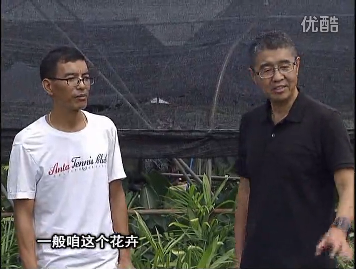 20161010珠江臺搖錢樹：盆栽花卉促根多，長勢青綠