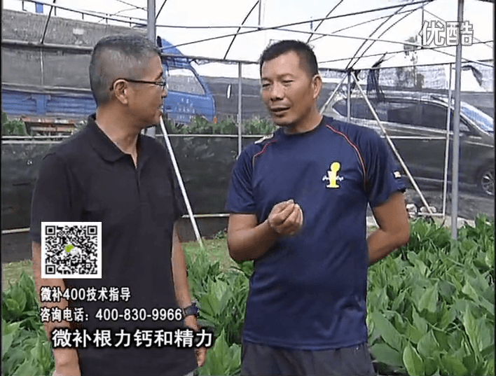珠江臺搖錢樹：盆栽綠植澆施微補根力鈣+精力，促根多長勢青綠