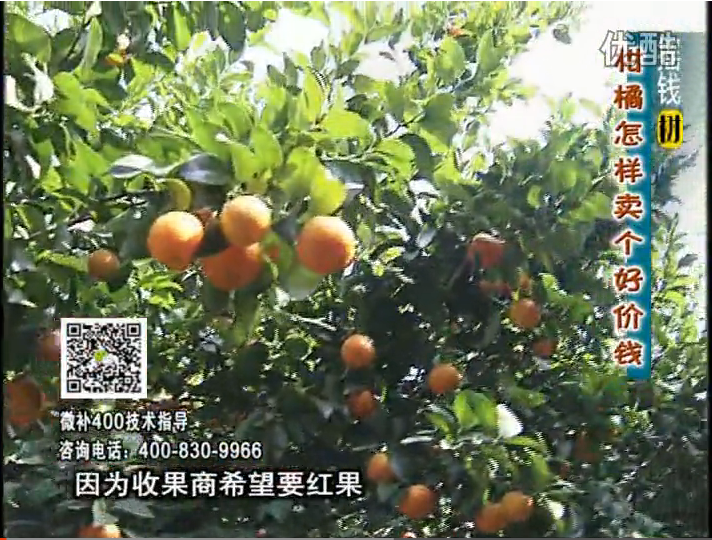 20161107珠江臺搖錢樹：柑橘噴施微補(bǔ)紅果力、蓋力，增甜增重賣價高