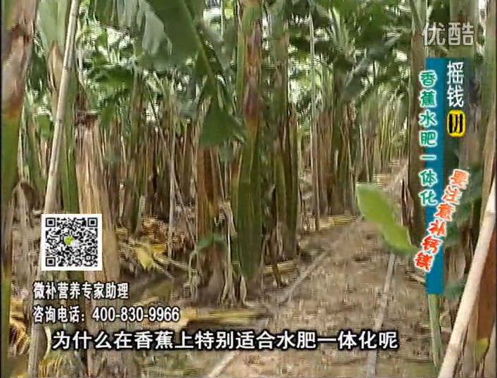 20161107珠江臺搖錢樹：香蕉水肥一體化，用微補(bǔ)方案科學(xué)施肥