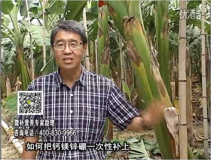 20161121珠江臺搖錢樹：香蕉撒施微補(bǔ)倍力，促根壯長、預(yù)防黃葉、提高產(chǎn)量