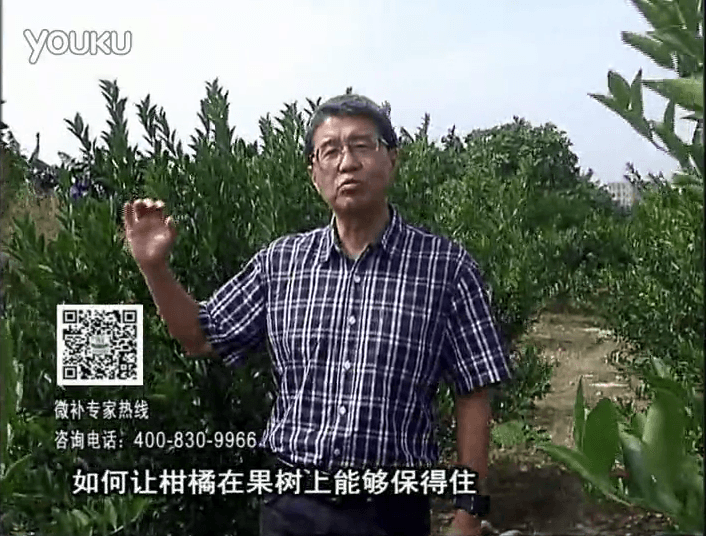 20161128珠江臺搖錢樹：柑橘噴微補(bǔ)蓋力、碧力，低溫抗凍，果掛得住，預(yù)防減少采前落果