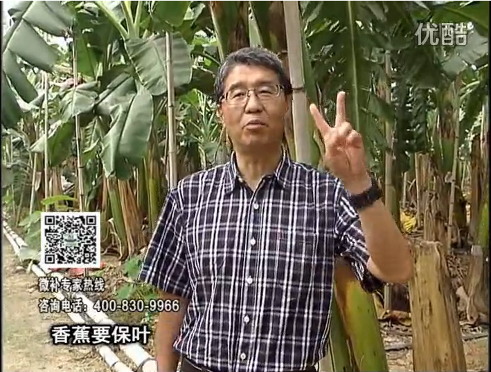 20161128珠江臺搖錢樹：香蕉用微補(bǔ)方案，預(yù)防減少黃葉、抽蕾膨蕉好