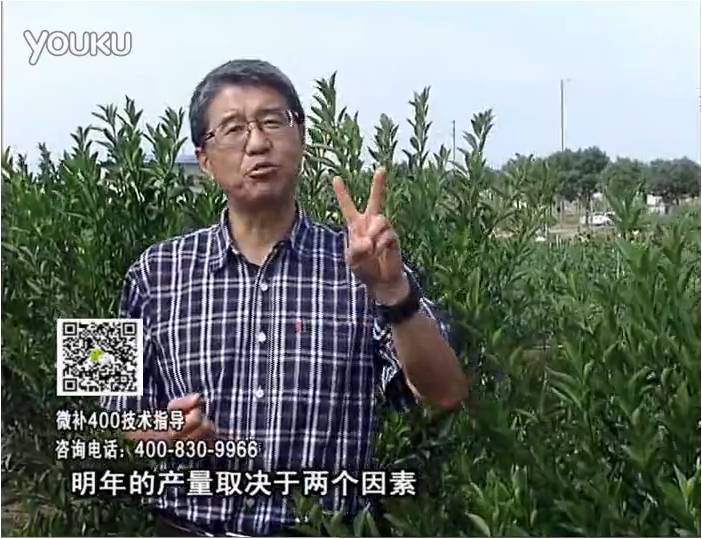 20161205珠江臺搖錢樹：柑橘噴施微補(bǔ)花力+碧力、下因迪樂有機(jī)肥，促花恢復(fù)長勢好
