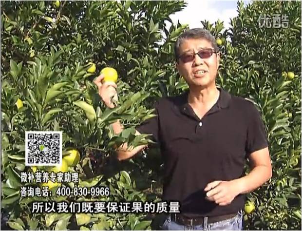 20161212珠江臺搖錢樹：紅江橙淋微補(bǔ)根力鈣+沖力，噴紅果力，樹勢壯，果品質(zhì)好
