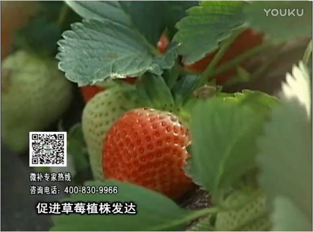 20161219珠江臺搖錢樹：草莓如何壯長、果大品質(zhì)高？