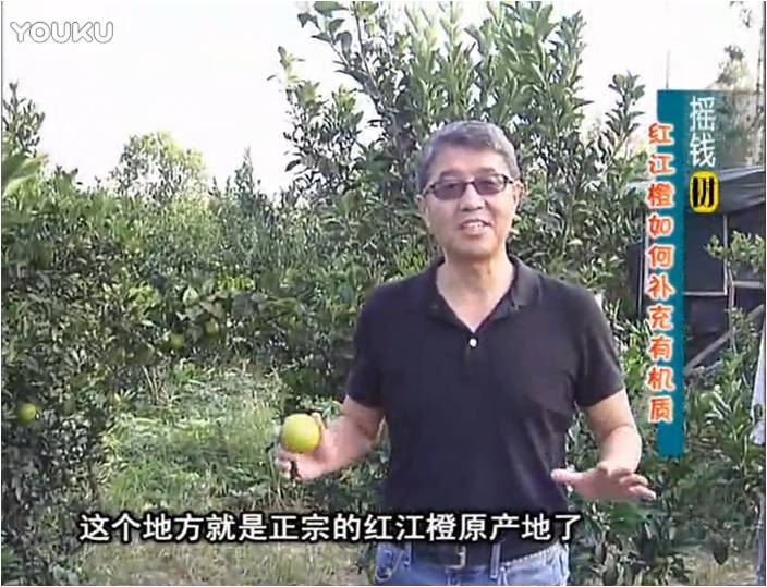 20161219珠江臺搖錢樹：紅江橙用微補(bǔ)方案，裂果少、樹勢好