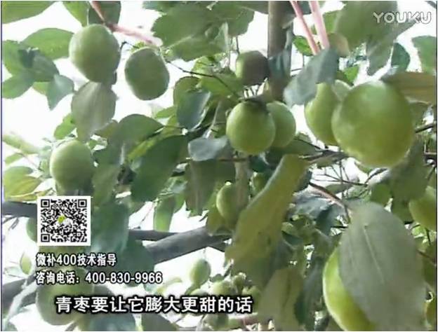 20161226珠江臺搖錢樹：青棗用微補方案，健壯長勢，提高來花坐果
