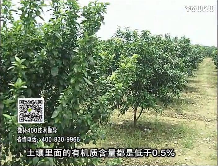 20161226珠江臺搖錢樹：柑橘噴微補(bǔ)蓋力防霜凍果、采后促花恢復(fù)樹勢撒微補(bǔ)倍力+有機(jī)肥