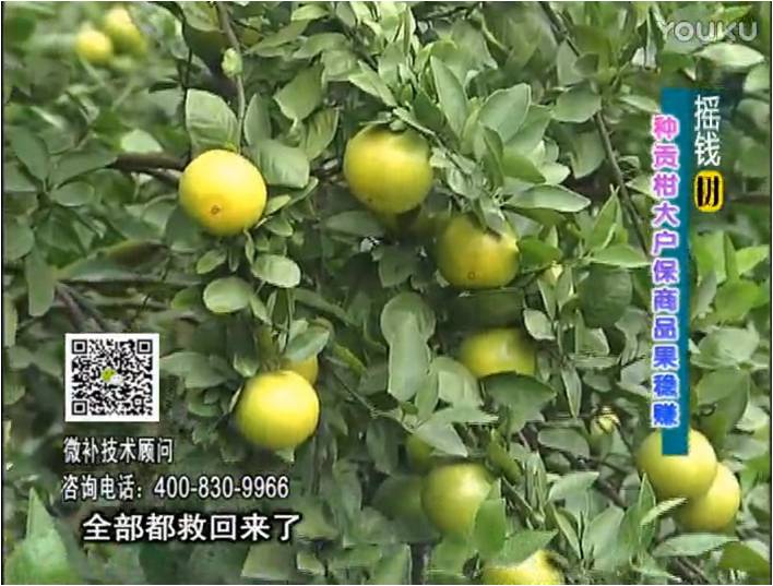 20170102珠江臺搖錢樹：柑橘噴微補(bǔ)蓋力防凍抗凍，采后冬肥下微補(bǔ)倍力+有機(jī)肥