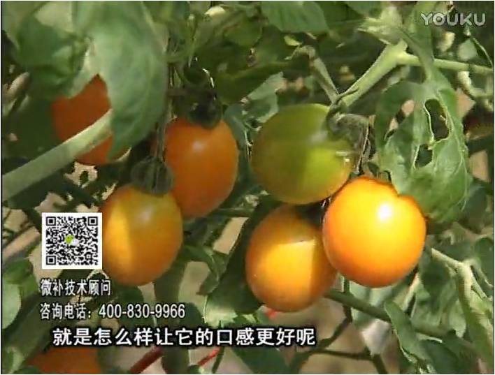 20170102珠江臺搖錢樹：番茄臍腐病、裂果、抗凍如何做？澆施微補(bǔ)根力鈣+精力，葉噴微補(bǔ)葉面肥