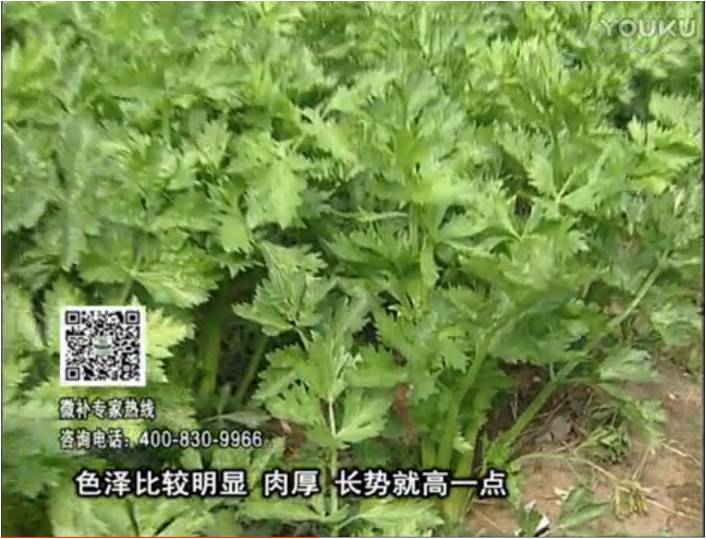20170109珠江臺搖錢樹：葉菜如何種？長勢好又高產(chǎn)！