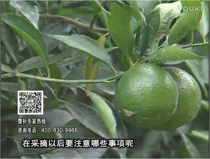 20170109珠江臺搖錢樹：新會柑用微補(bǔ)方案，保樹好，果品質(zhì)高，年年有收獲