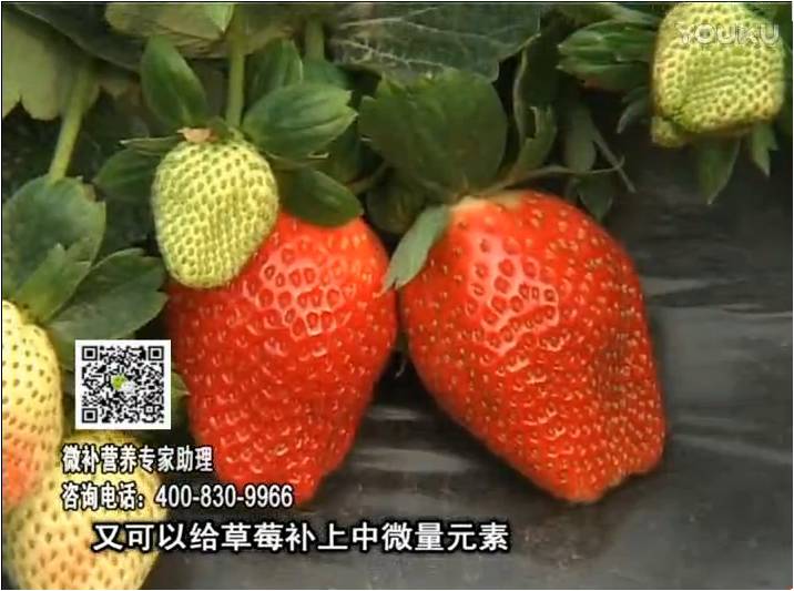 20170123珠江臺搖錢樹：草莓用微補方案，促根苗壯、開花坐果好