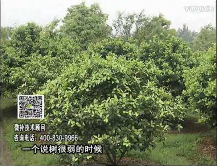 20170206珠江臺搖錢樹：柑橘用微補(bǔ)方案，壯樹促花壯花好