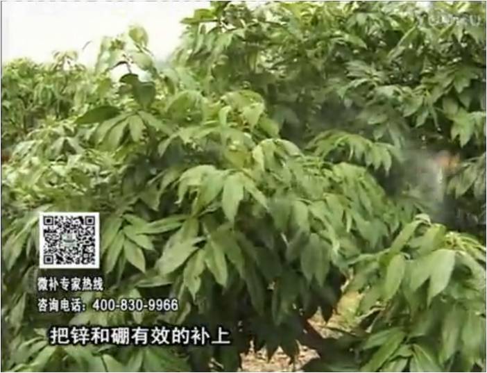 20170213珠江臺搖錢樹：荔枝噴施微補(bǔ)花力+硼力，補(bǔ)充鋅硼健壯來花