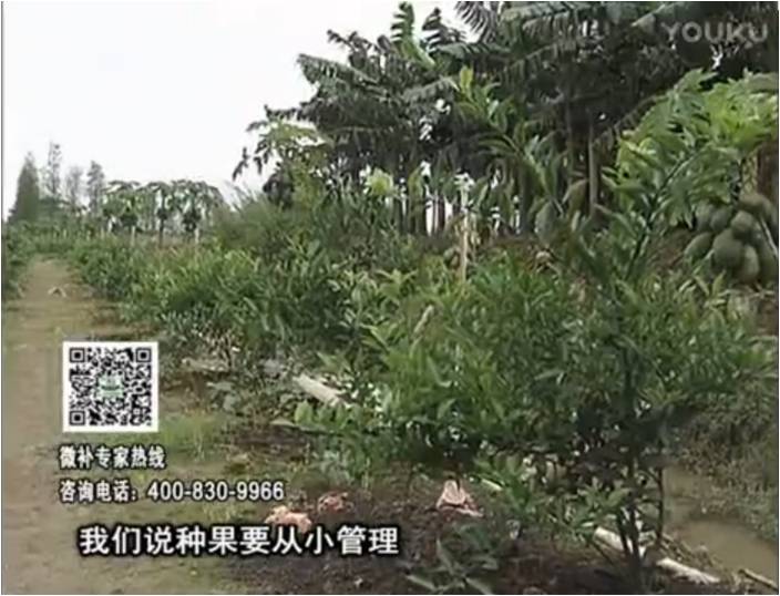20170213珠江臺搖錢樹：柑橘小樹用微補(bǔ)方案，促根保樹好