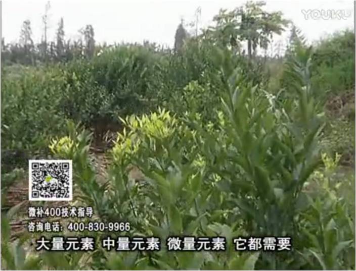 珠江臺搖錢樹：柑橘噴施微補(bǔ)花力+硼力，補(bǔ)充鋅硼健壯來花，利坐果