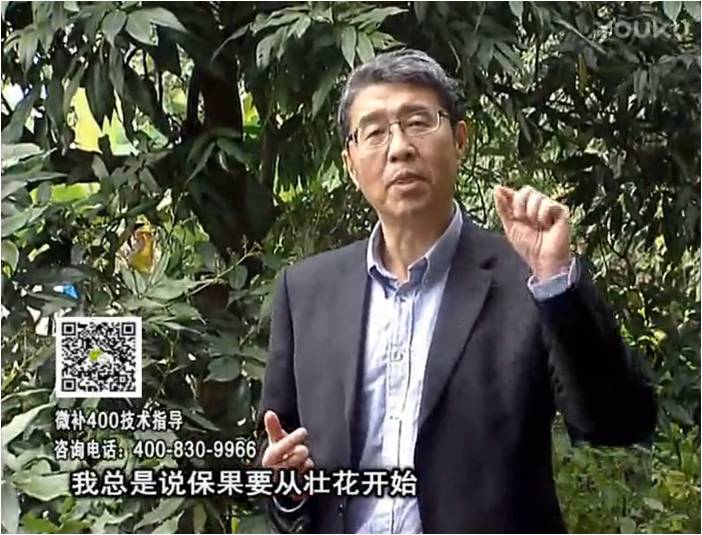 珠江臺搖錢樹：荔枝來花少更要做好壯花，提高坐果，葉噴微補(bǔ)花力+硼力，補(bǔ)鋅