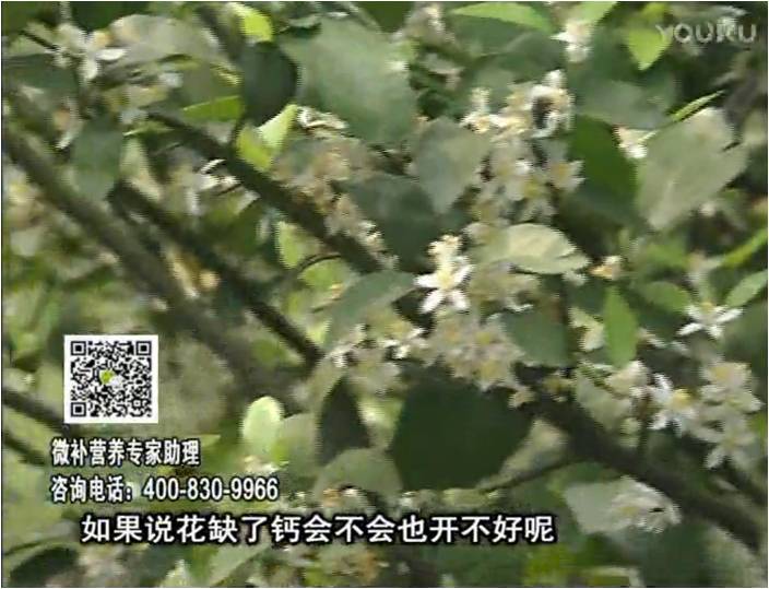 珠江臺搖錢樹：柑橘淋微補(bǔ)根力鈣+精力，促根壯春梢，花壯利坐果