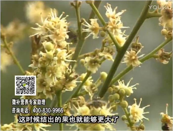 珠江臺搖錢樹：龍眼淋沖微補(bǔ)根力鈣+沖力鎂，促根保樹