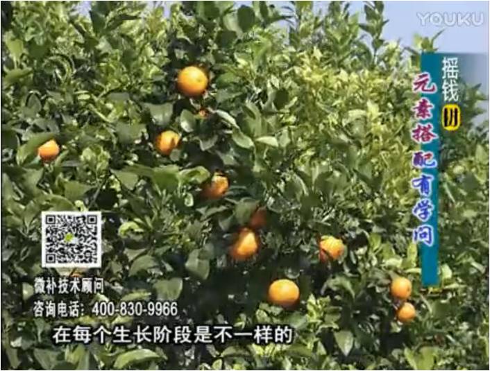 20170306珠江臺搖錢樹：柑橘淋沖微補(bǔ)方案，針對不同需求正確補(bǔ)充元素，平衡營養(yǎng)健壯長