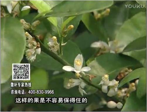 20170313珠江臺搖錢樹：柑橘淋沖微補(bǔ)根力鈣+精力，噴微補(bǔ)花力+硼力，來花健壯，預(yù)防減少弱花畸形花