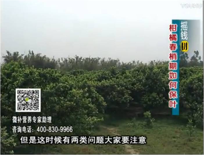 20170327珠江臺搖錢樹：柑橘預(yù)防春梢不轉(zhuǎn)綠，撒微補(bǔ)倍力、淋沖力鎂