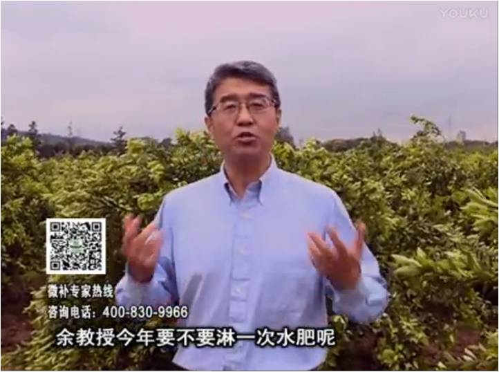20170424珠江臺(tái)搖錢(qián)樹(shù)：柑橘樹(shù)弱保果難度大，淋沖微補(bǔ)根力鈣+精力+精華粉，保樹(shù)保果好