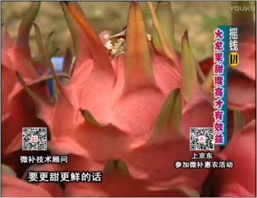 20170417珠江臺搖錢樹：火龍果用微補(bǔ)方案，開花坐果好，提高品質(zhì)