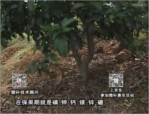 20170417珠江臺(tái)搖錢(qián)樹(shù)：柑橘噴施微補(bǔ)果力+硼力+精華粉，保果好，果青綠