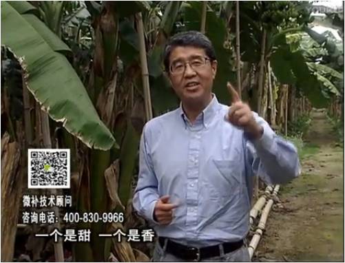 20170327珠江臺搖錢樹：香蕉噴施微補(bǔ)果力+碧力+壯力、撒微補(bǔ)倍力，提高品質(zhì)、同時減肥提產(chǎn)