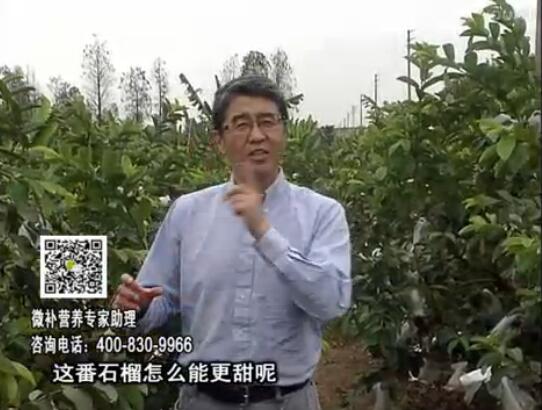 20170327珠江臺搖錢樹：番石榴噴施微補(bǔ)果力+壯力，補(bǔ)充磷鉀鈣鎂等，促進(jìn)果甜品質(zhì)高