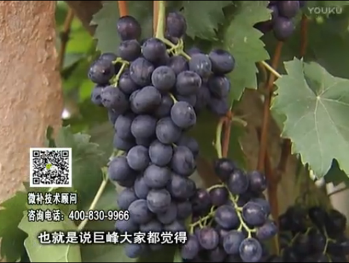 20170501珠江臺搖錢樹：葡萄用微補方案，品質高，賣價好
