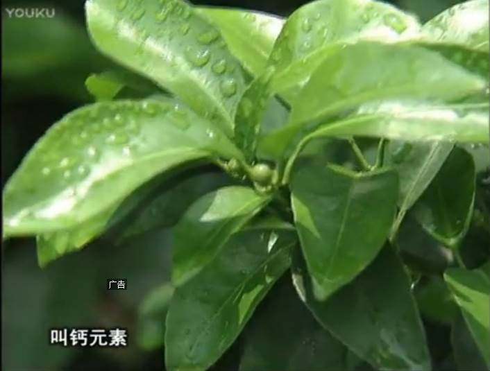 20170508珠江臺(tái)搖錢(qián)樹(shù)：柑橘澆施微補(bǔ)根力鈣，補(bǔ)鈣，促根健壯長(zhǎng)勢(shì)