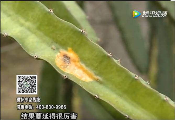20170522珠江臺搖錢樹：火龍果爛葉病多怎么辦？